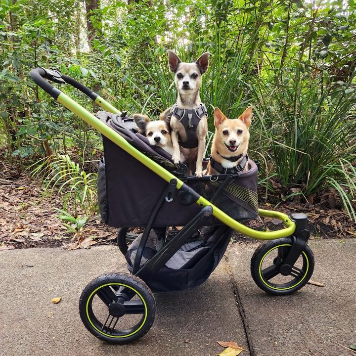 ibiyaya Pet Jogging Stroller – Foldable All-Terrain Dog & Cat Stroller with Rubber Wheels