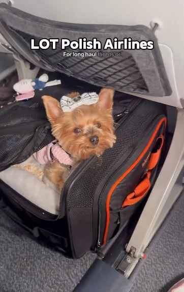 Newyorkiegirls Polish Airlines