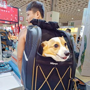 dogtrolley