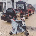 doublepetstroller4-150x150