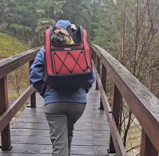 Champion Luxury Dog Carrier Backpack for Travel, Hiking & Pet Carrier with Wheels - Image 3