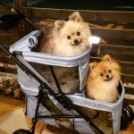 investment-pet-stroller-150x150