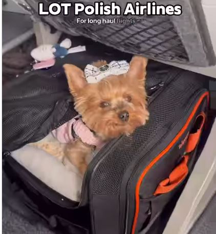 ibiyaya JetPaw Airline Approved Expandable Pet Carrier Backpack for Dogs and Cats