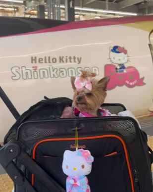 Newyorkiegirls Japan