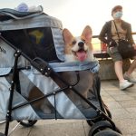 petstrollerfor2dogs-150x150