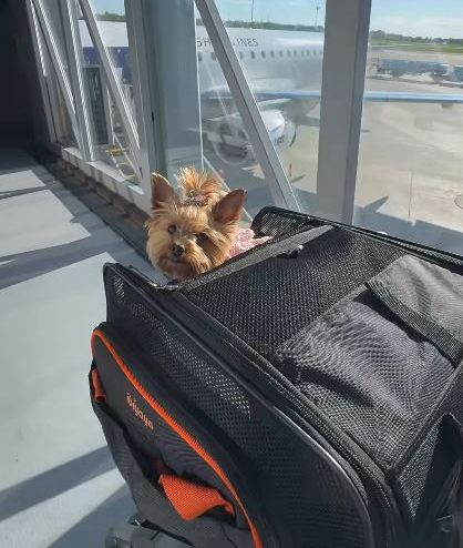 Newyorkiegirls United Airlines
