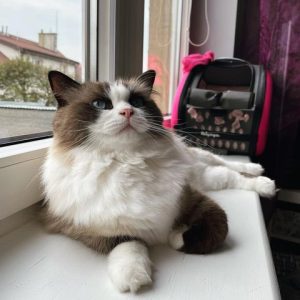 Healthy Cat